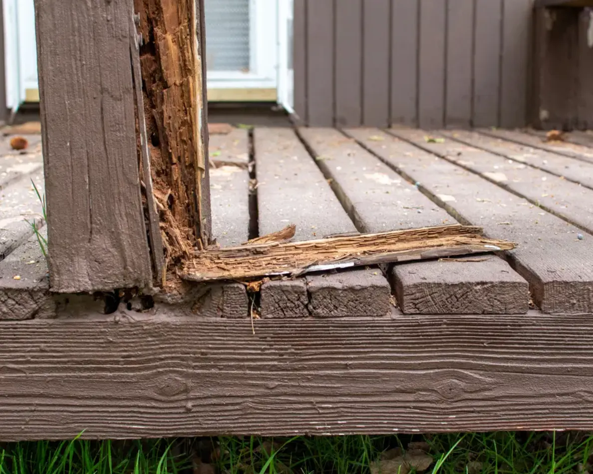 Dry rot repair